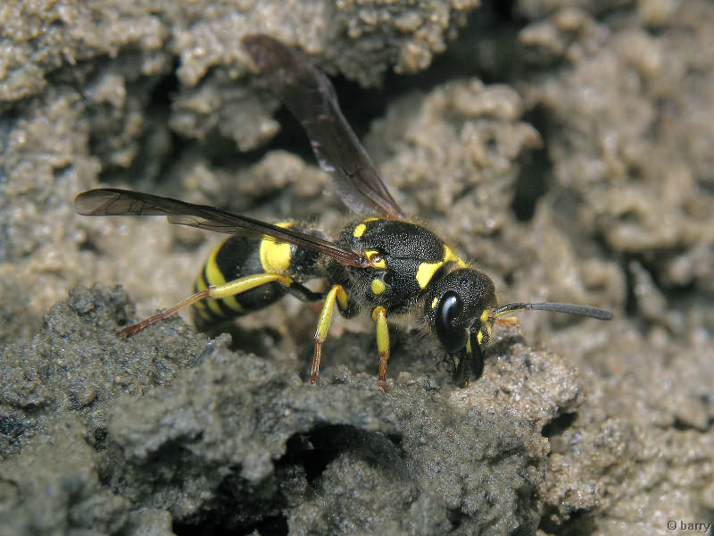 Ancistrocerus parietum (Linnaeus, 1758)